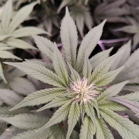 GMC f1 3.4 Fullmoon t63 growlog timeline photo