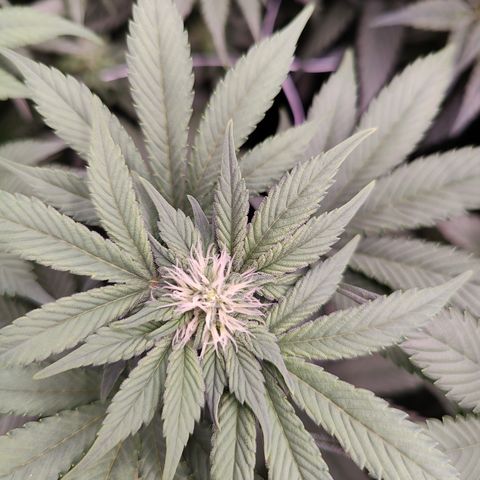 GMC f1 3.4 Fullmoon t63 growlog timeline photo