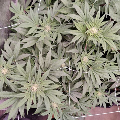 GMC f1 3.4 Fullmoon t63 growlog timeline photo