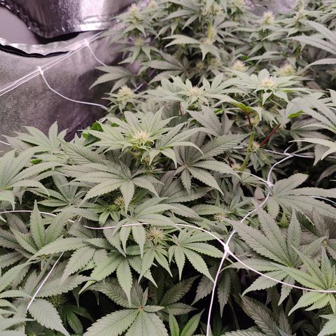 GMC f1 3.4 Fullmoon t63 growlog timeline photo