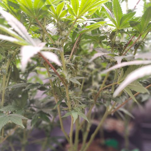 GMC f1 3.4 Fullmoon t63 growlog timeline photo