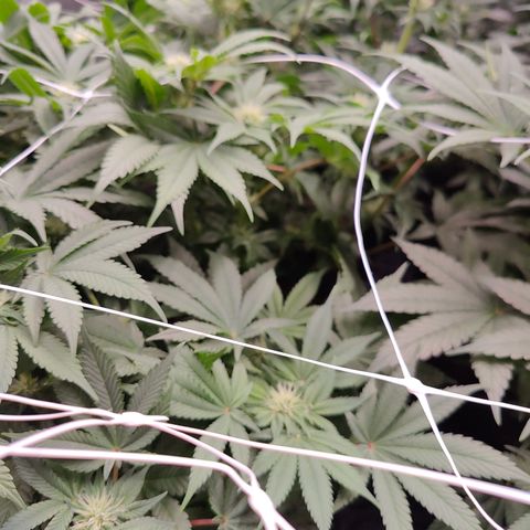 GMC f1 3.4 Fullmoon t63 growlog timeline photo