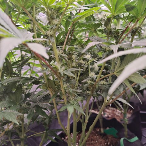 GMC f1 3.4 Fullmoon t63 growlog timeline photo