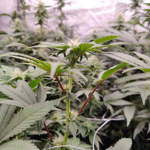 GMC f1 3.4 Fullmoon t63 growlog timeline photo