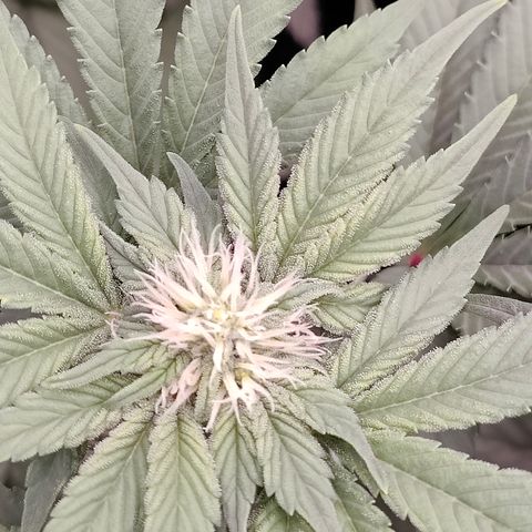 GMC f1 3.4 Fullmoon t63 growlog timeline photo