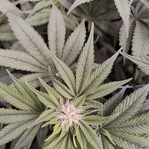 GMC f1 3.4 Fullmoon t63 growlog timeline photo