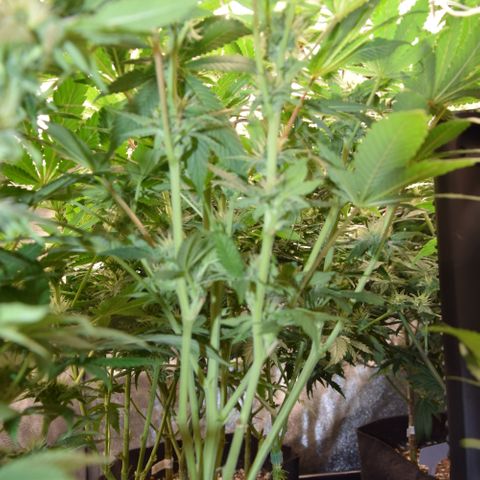 GMC f1 3.4 Fullmoon t63 growlog timeline photo
