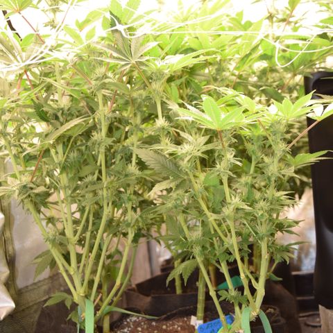 GMC f1 3.4 Fullmoon t63 growlog timeline photo