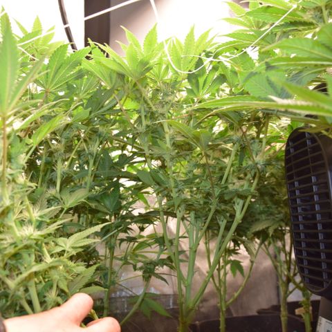 GMC f1 3.4 Fullmoon t63 growlog timeline photo