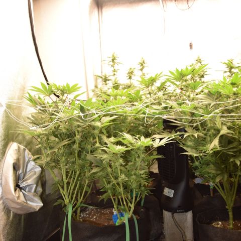 GMC f1 3.4 Fullmoon t63 growlog timeline photo