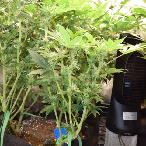 GMC f1 3.4 Fullmoon t63 growlog timeline photo