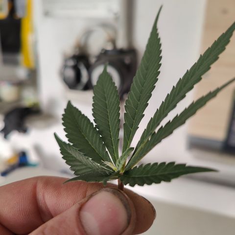 GMC f1 3.4 Fullmoon t63 growlog timeline photo