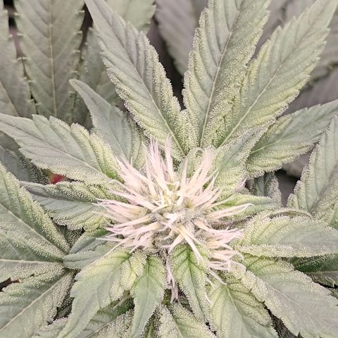 GMC f1 3.4 Fullmoon t63 growlog timeline photo