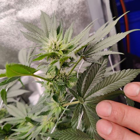 GMC f1 3.4 Fullmoon t63 growlog timeline photo
