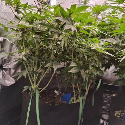 GMC f1 3.4 Fullmoon t63 growlog timeline photo