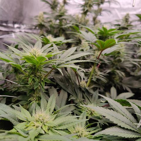 GMC f1 3.4 Fullmoon t63 growlog timeline photo