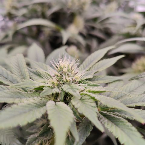 GMC f1 3.4 Fullmoon t63 growlog timeline photo