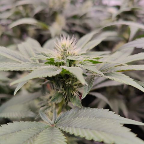 GMC f1 3.4 Fullmoon t63 growlog timeline photo