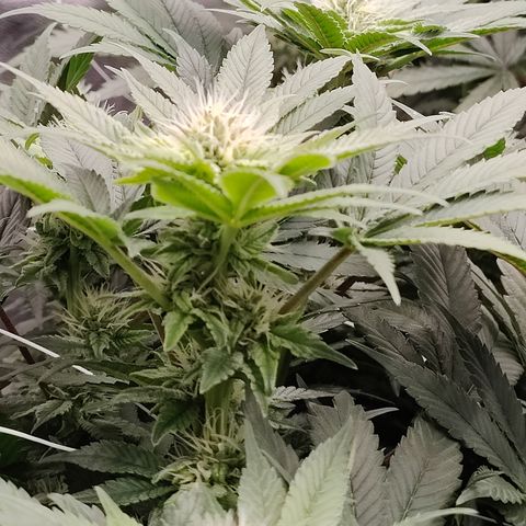 GMC f1 3.4 Fullmoon t63 growlog timeline photo