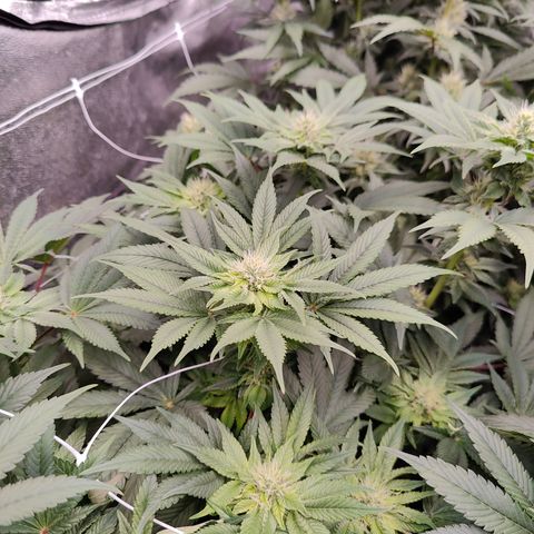GMC f1 3.4 Fullmoon t63 growlog timeline photo
