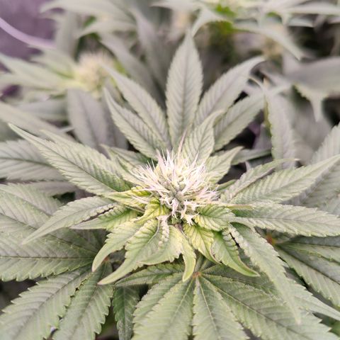 GMC f1 3.4 Fullmoon t63 growlog timeline photo