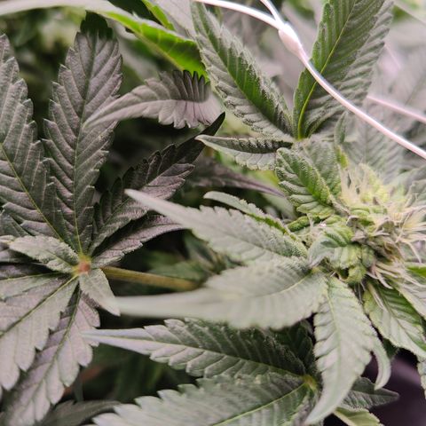 GMC f1 3.4 Fullmoon t63 growlog timeline photo