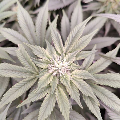 GMC f1 3.4 Fullmoon t63 growlog timeline photo
