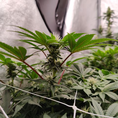 GMC f1 3.4 Fullmoon t63 growlog timeline photo