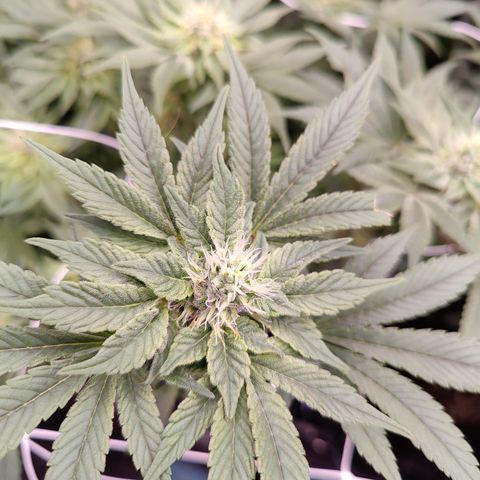 GMC f1 3.4 Fullmoon t63 growlog timeline photo
