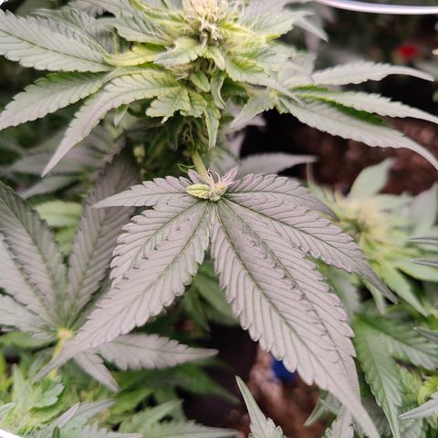 GMC f1 3.4 Fullmoon t63 growlog timeline photo