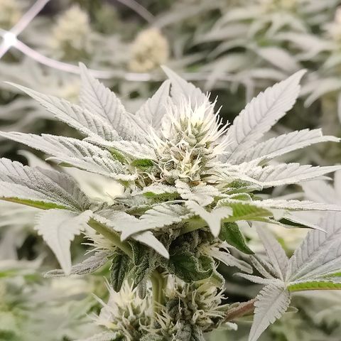 GMC f1 3.4 Fullmoon t63 growlog timeline photo
