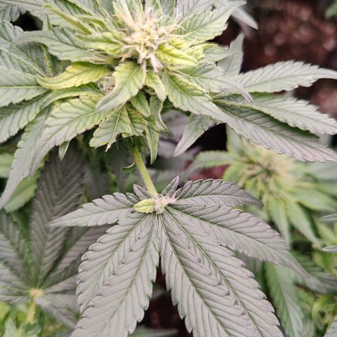 GMC f1 3.4 Fullmoon t63 growlog timeline photo