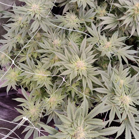 GMC f1 3.4 Fullmoon t63 growlog timeline photo