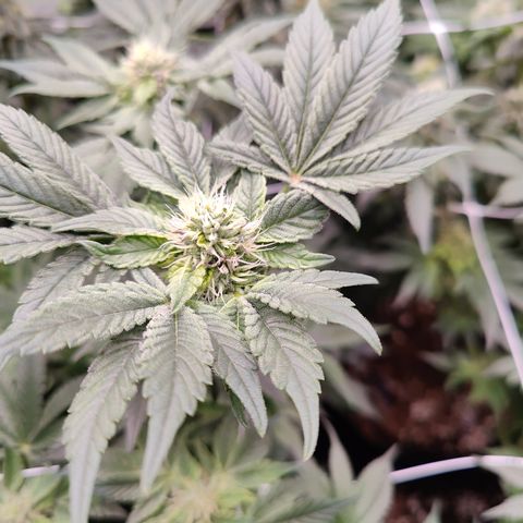 GMC f1 3.4 Fullmoon t63 growlog timeline photo