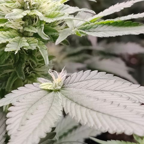 GMC f1 3.4 Fullmoon t63 growlog timeline photo