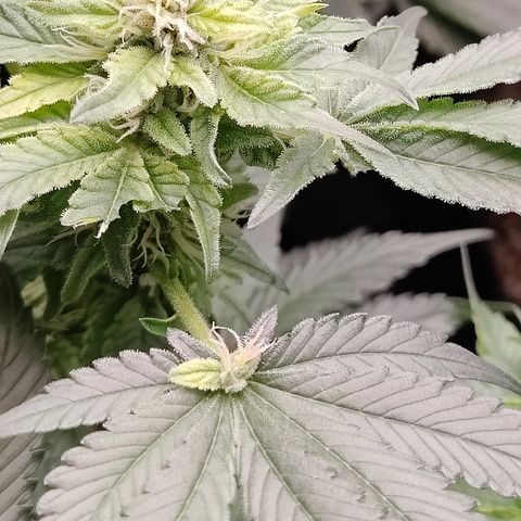 GMC f1 3.4 Fullmoon t63 growlog timeline photo