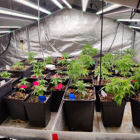 DC Auto growlog timeline photo