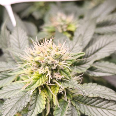 GMC f1 3.4 Fullmoon t63 growlog timeline photo