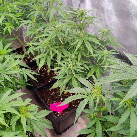 DC Auto growlog timeline photo
