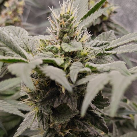 GMC f1 3.4 Fullmoon t63 growlog timeline photo