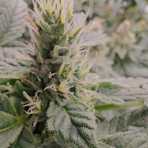 GMC f1 3.4 Fullmoon t63 growlog timeline photo