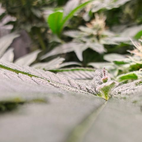 GMC f1 3.4 Fullmoon t63 growlog timeline photo