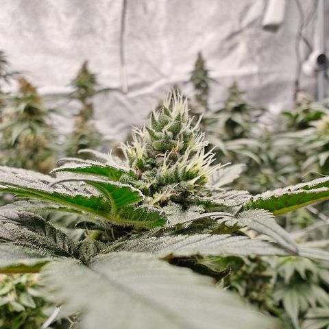 GMC f1 3.4 Fullmoon t63 growlog timeline photo