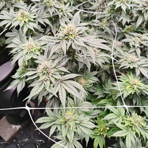 GMC f1 3.4 Fullmoon t63 growlog timeline photo
