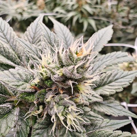 GMC f1 3.4 Fullmoon t63 growlog timeline photo