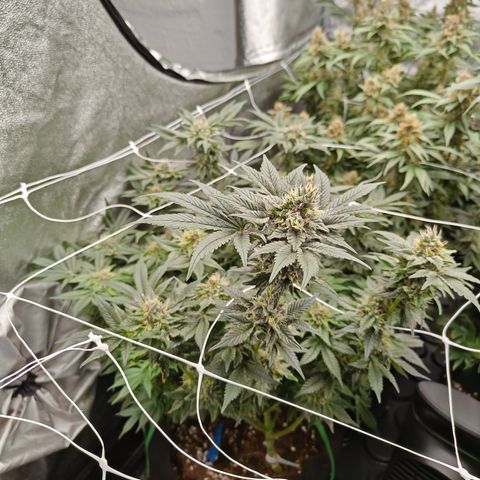 GMC f1 3.4 Fullmoon t63 growlog timeline photo