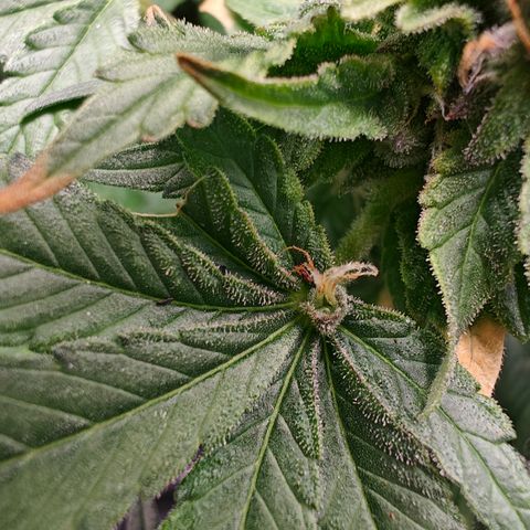 GMC f1 3.4 Fullmoon t63 growlog timeline photo