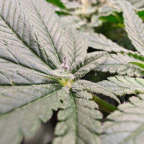 GMC f1 3.4 Fullmoon t63 growlog timeline photo
