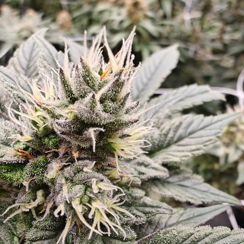 GMC f1 3.4 Fullmoon t63 growlog timeline photo