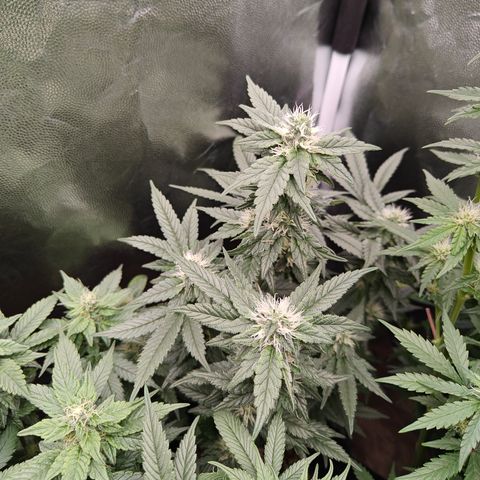 Gismo's Mango Cake F1 #1 growlog timeline photo